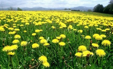 День одуванчика.jpg