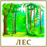 Лес.jpg