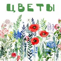 Песни о цветах для детей..jpg
