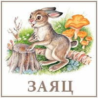 Заяц.jpg