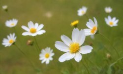 Green_flower_background_11.jpg