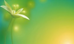 Green_flower_background_22.jpg