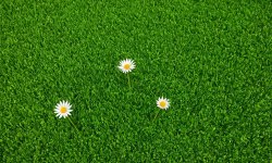Green_flower_background_38.jpg