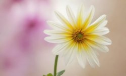 Green_flower_background_40.jpg