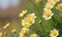 Green_flower_background_41.jpg