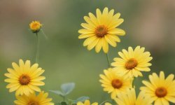 Green_flower_background_44.jpg