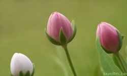 Green_flower_background_54.jpg