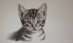 Cats_002.jpg