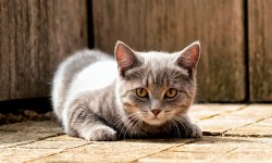 Cats_003.jpg