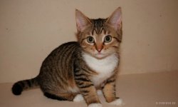 Cats_006.jpg