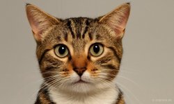 Cats_007.jpg