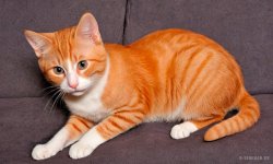Cats_008.jpg