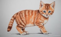 Cats_013.jpg