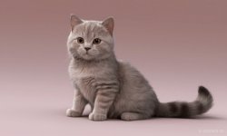 Cats_014.jpg