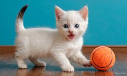 Cats_015.jpg