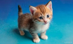 Cats_020.jpg