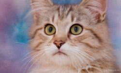 Cats_024.jpg