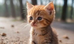 Cats_035.jpg