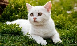 Cats_050.jpg