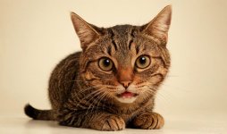Cats_051.jpg