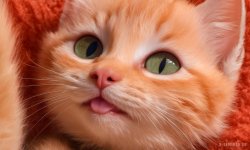 Cats_052.jpg