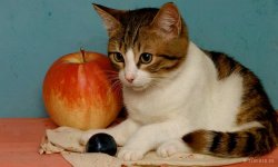 Cats_053.jpg