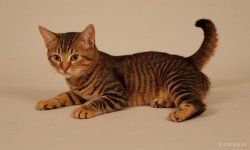 Cats_057.jpg
