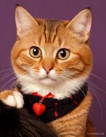 Cats_062.jpg