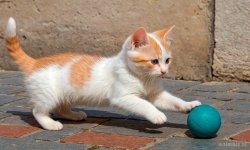Cats_066.jpg
