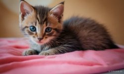 Cats_075.jpg