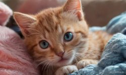 Cats_079.jpg