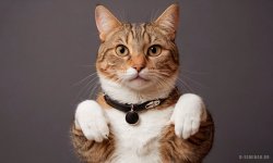 Cats_080.jpg