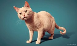 Cats_081.jpg