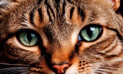 Cats_082.jpg