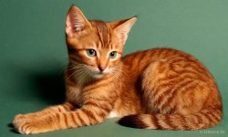 Cats_084.jpg