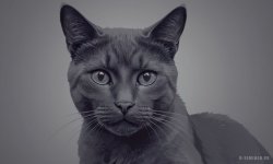 Cats_090.jpg