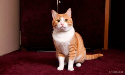 Cats_100.jpg