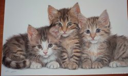 Cats_105.jpg