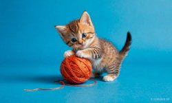 Cats_113.jpg