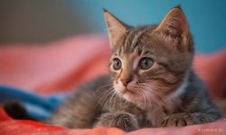 Cats_118.jpg