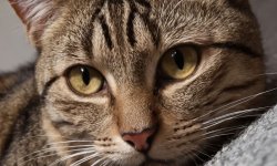 Cats-5.jpg
