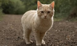 Cats-6.jpg