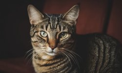Cats-10.jpg