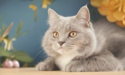 Cats-15.jpg
